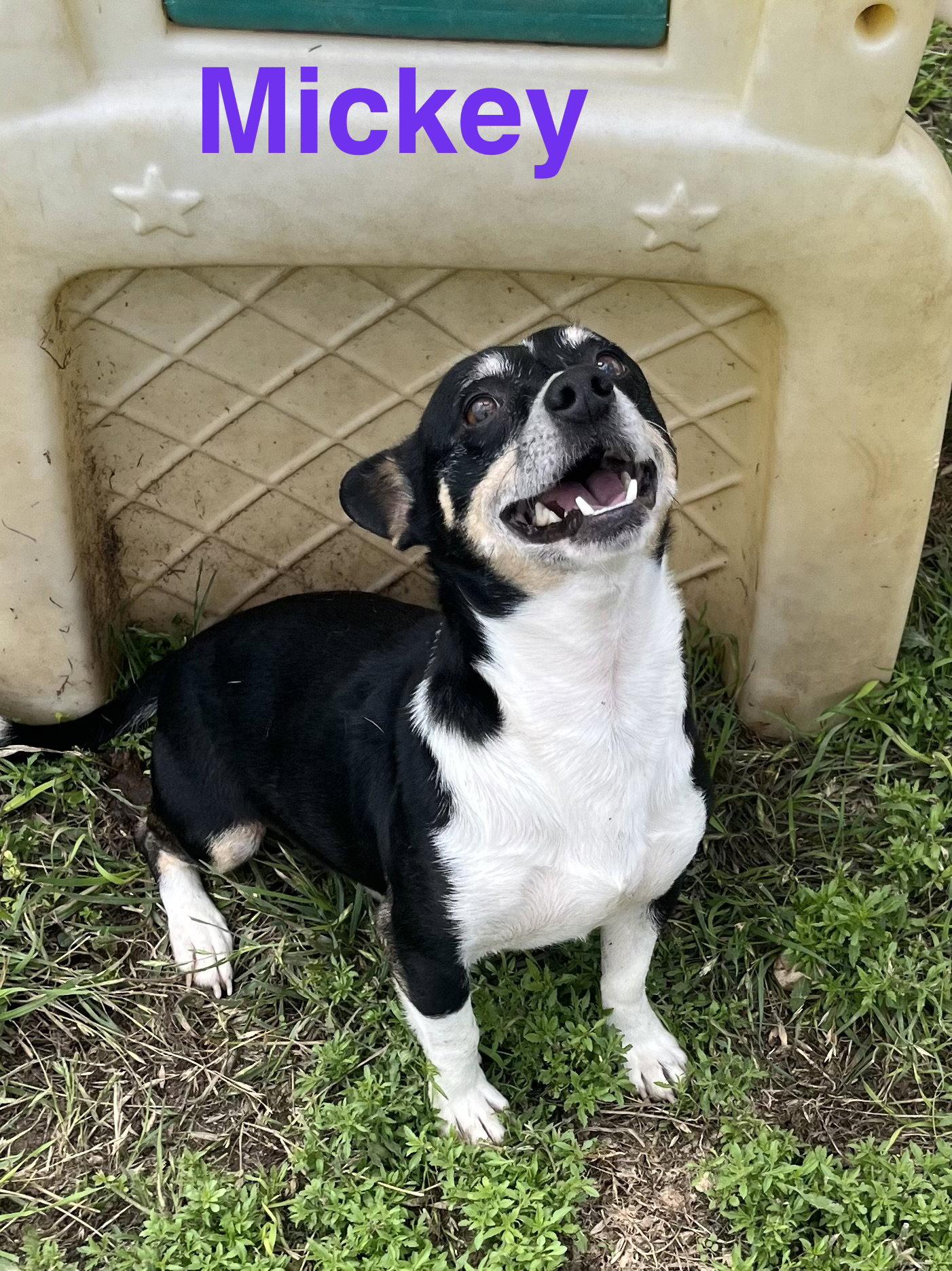 Enlarge Mickey, a Adopted mixed breed in Pipe Creek, TX image 3/3