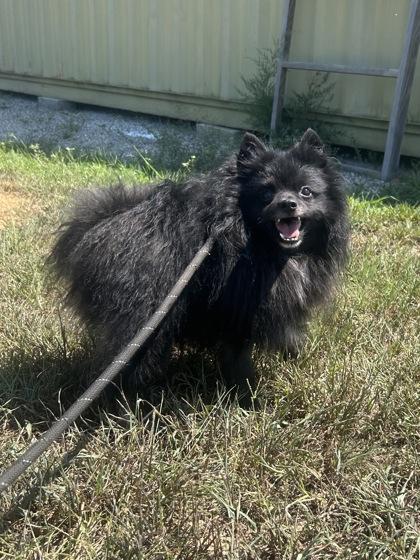 Enlarge Tommy, a Adoptable Pomeranian in Yellville, AR image 2/3