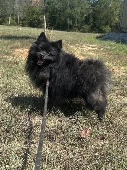Tommy, Adoptable, Adult Male Pomeranian.