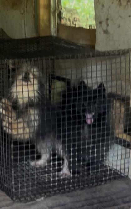 Enlarge Tommy, a Adoptable Pomeranian in Yellville, AR image 3/3
