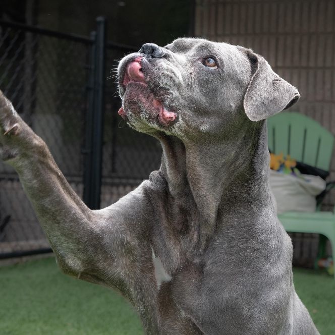 Rosalita, a Adoptable Cane Corso in Norwood, GA image 1/12
