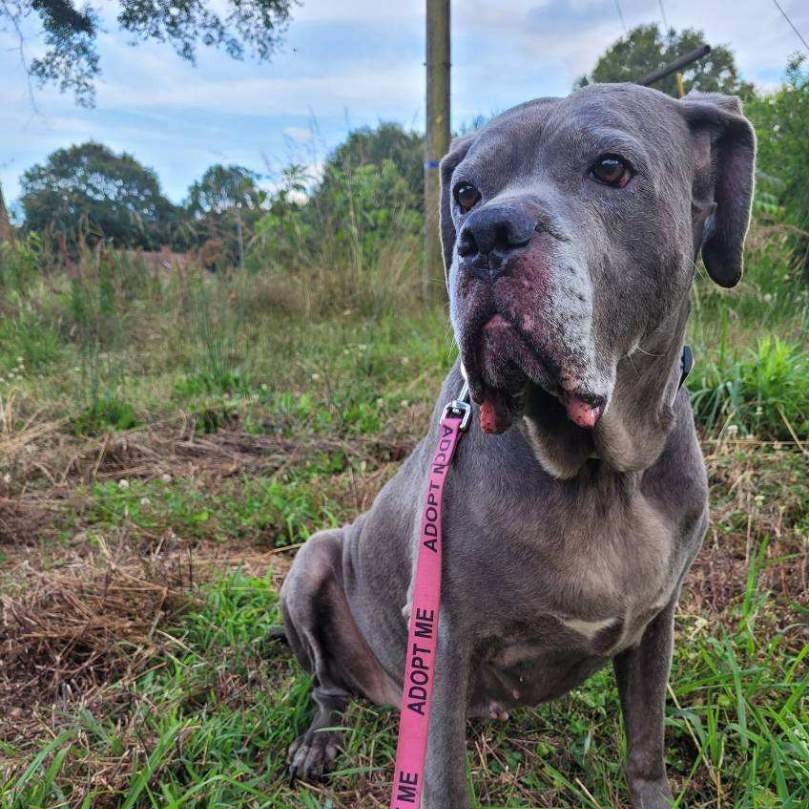 Enlarge Rosalita, a Adoptable Cane Corso in Norwood, GA image 8/12