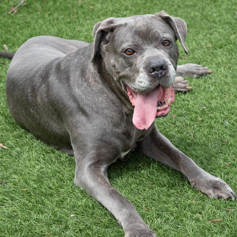 Enlarge Rosalita, a Adoptable Cane Corso in Norwood, GA image 9/12