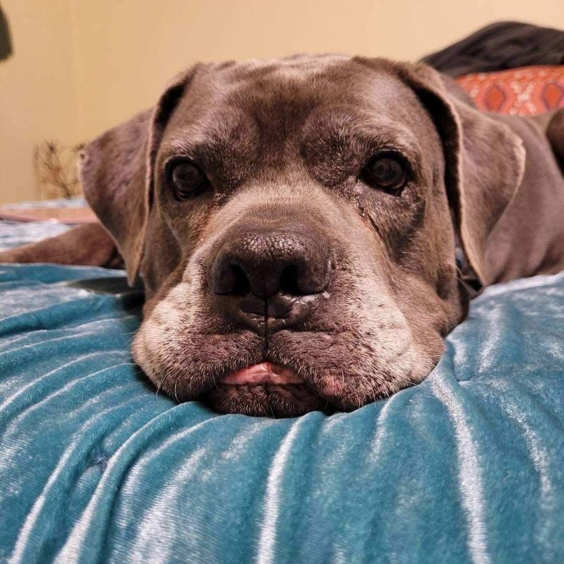 Enlarge Rosalita, a Adoptable Cane Corso in Norwood, GA image 10/12