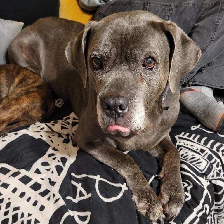 Enlarge Rosalita, a Adoptable Cane Corso in Norwood, GA image 11/12