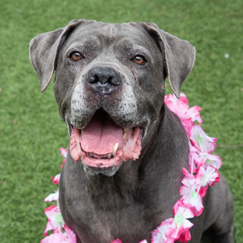 Enlarge Rosalita, a Adoptable Cane Corso in Norwood, GA image 12/12