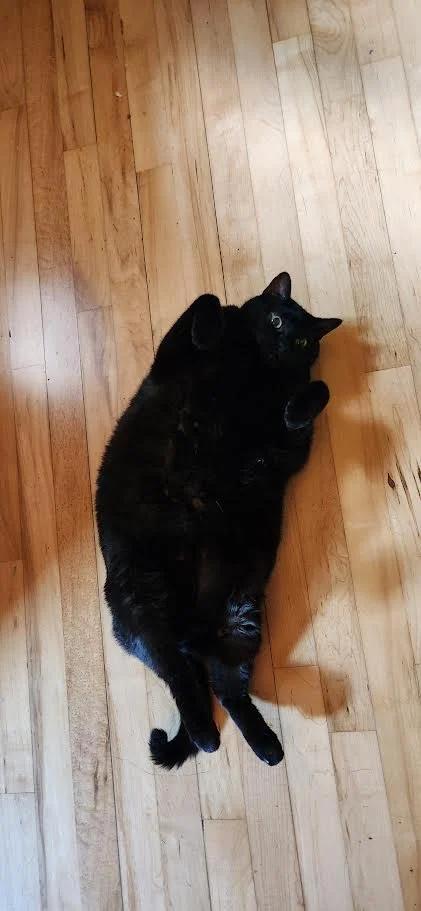 Trea, a Adoptable Domestic Short Hair in Winona, MN image 1/4