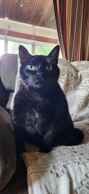 Trea, a Adoptable Domestic Short Hair in Winona, MN image 2/4