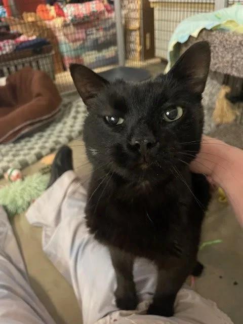 Enlarge Trea, a Adoptable Domestic Short Hair in Winona, MN image 6/6