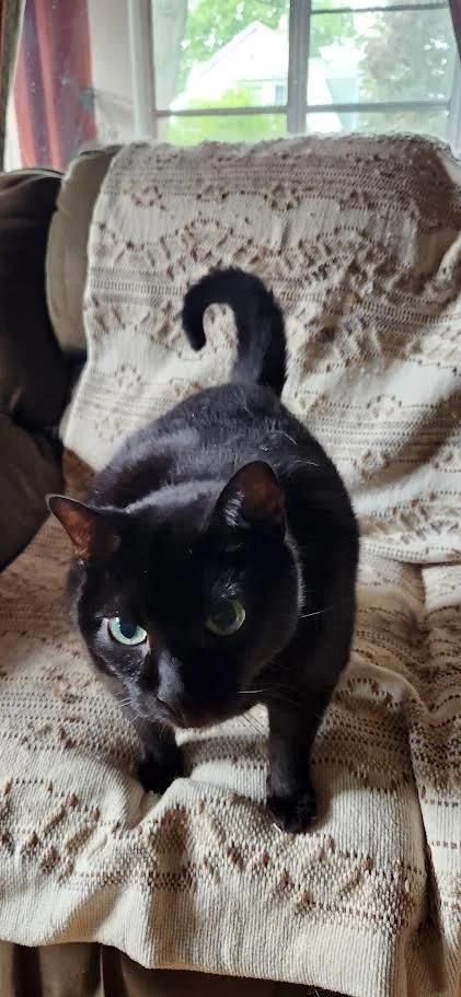 Trea, a Adoptable Domestic Short Hair in Winona, MN image 3/4