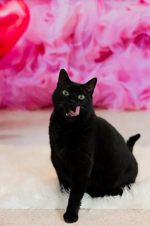 Enlarge Trea, a Adoptable Domestic Short Hair in Winona, MN image 4/6