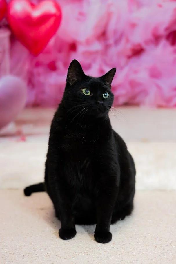 Enlarge Trea, a Adoptable Domestic Short Hair in Winona, MN image 1/6