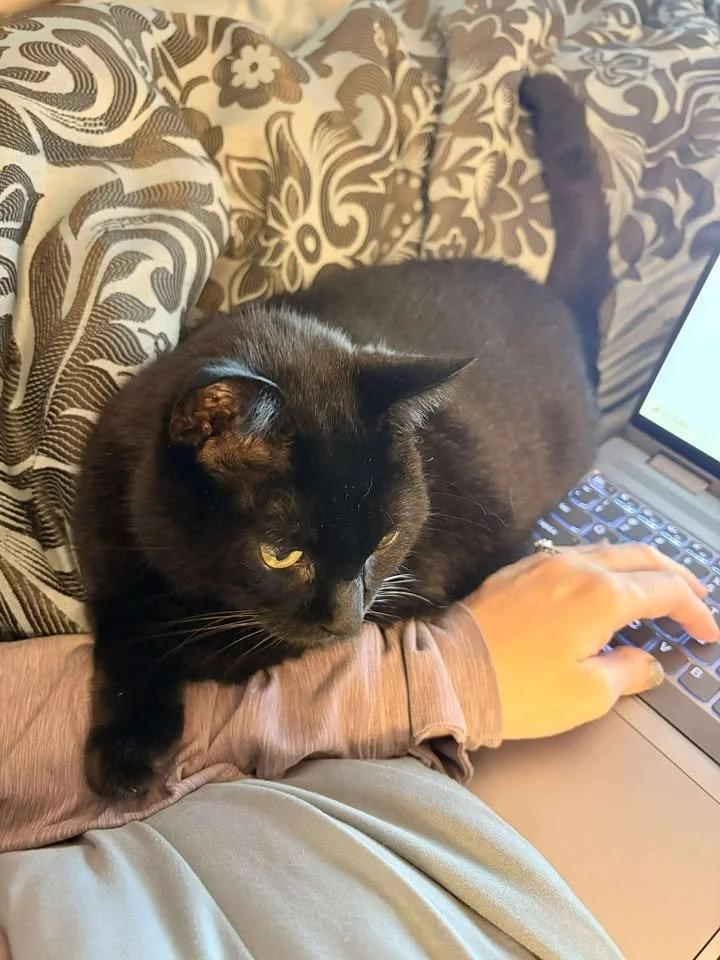 Enlarge Trea, a Adoptable Domestic Short Hair in Winona, MN image 5/6