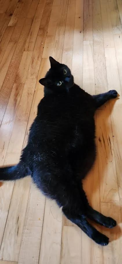 Trea, a Adoptable Domestic Short Hair in Winona, MN image 4/4