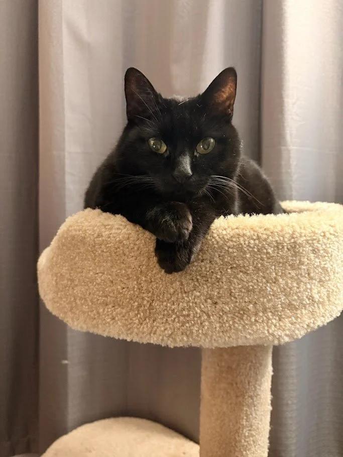 Enlarge Trea, a Adoptable Domestic Short Hair in Winona, MN image 3/6