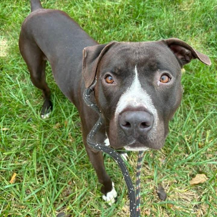 Sunday Funday, a Adoptable Terrier in St. Louis, MO image 1/6