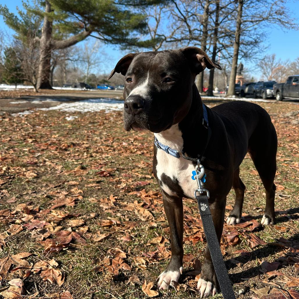 Sunday Funday, a Adoptable Terrier in St. Louis, MO image 2/6