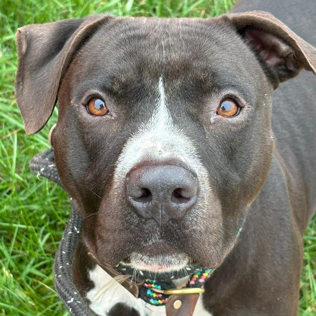 Sunday Funday, a Adoptable Terrier in St. Louis, MO image 3/6