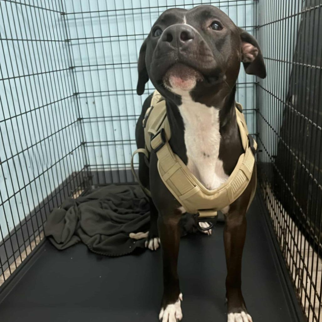 Sunday Funday, a Adoptable Terrier in St. Louis, MO image 4/6