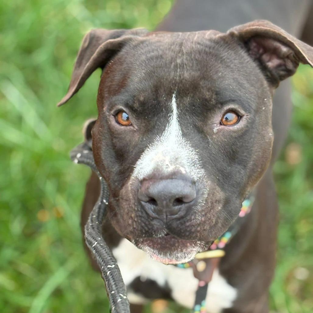 Sunday Funday, a Adoptable Terrier in St. Louis, MO image 6/6