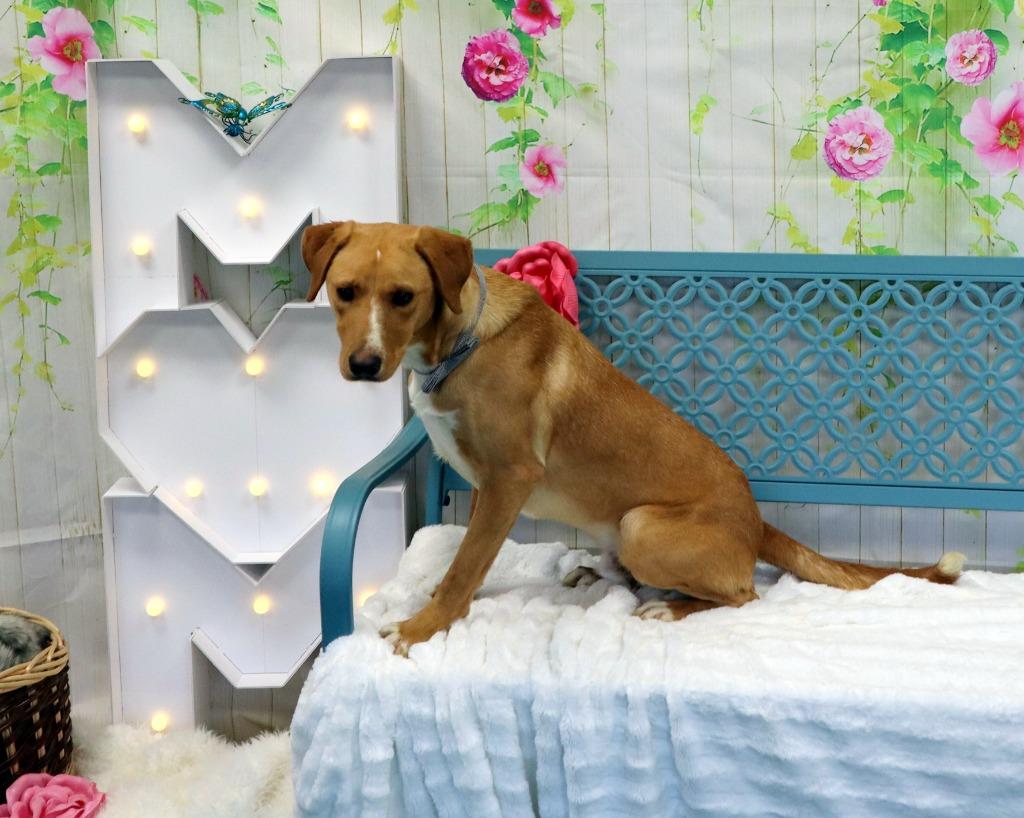 Dewey, Adoptable, Young Male Labrador Retriever.
