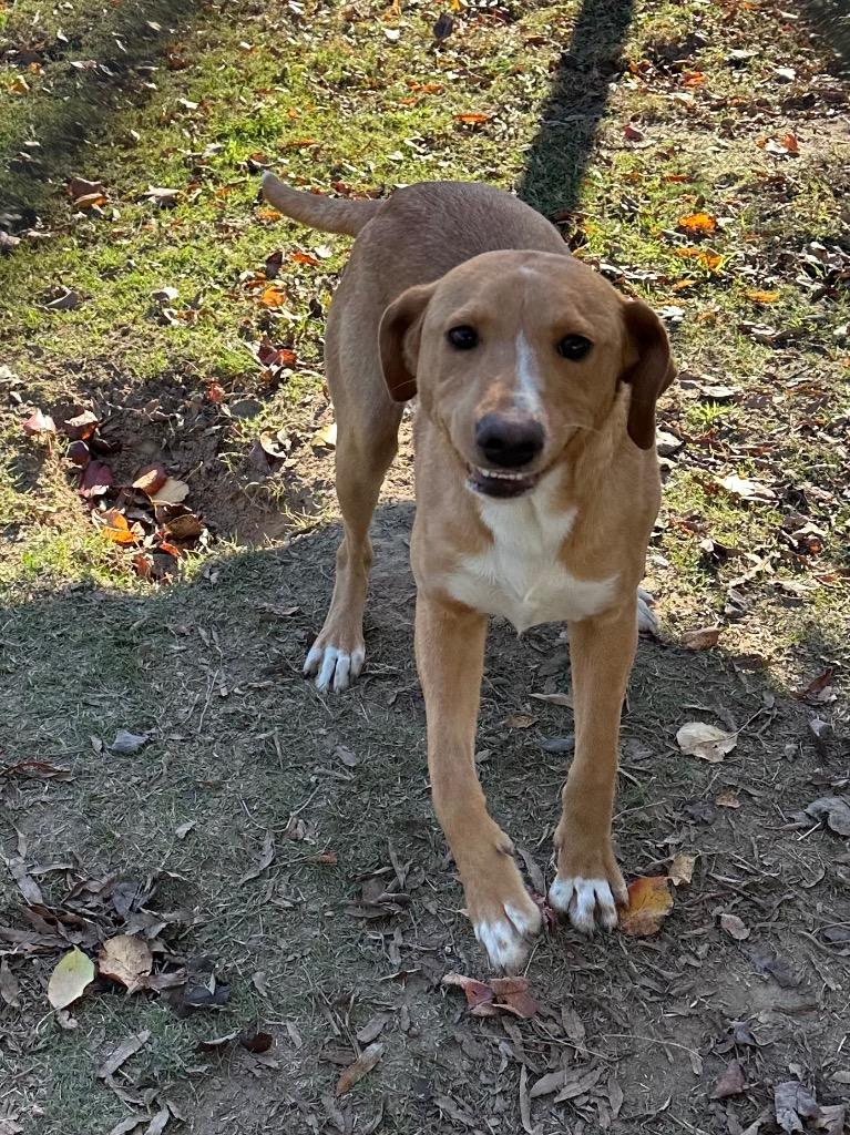 Dewey, a Adoptable Labrador Retriever in Jonesboro, AR image 1/2