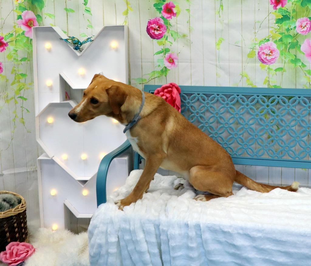 Enlarge Dewey, a Adoptable Labrador Retriever in Jonesboro, AR image 3/4