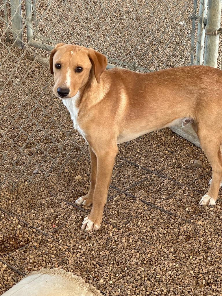 Dewey, a Adoptable Labrador Retriever in Jonesboro, AR image 2/2