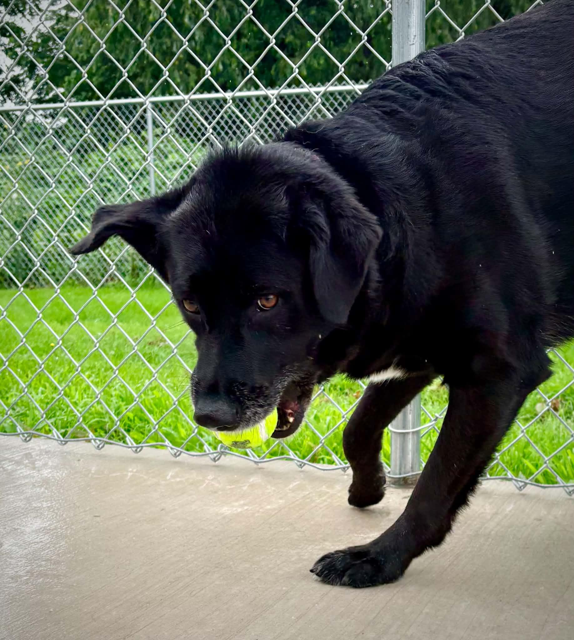 Enlarge Calliope, a ADOPTABLE Black Labrador Retriever in Kalamazoo, MI image 3/6