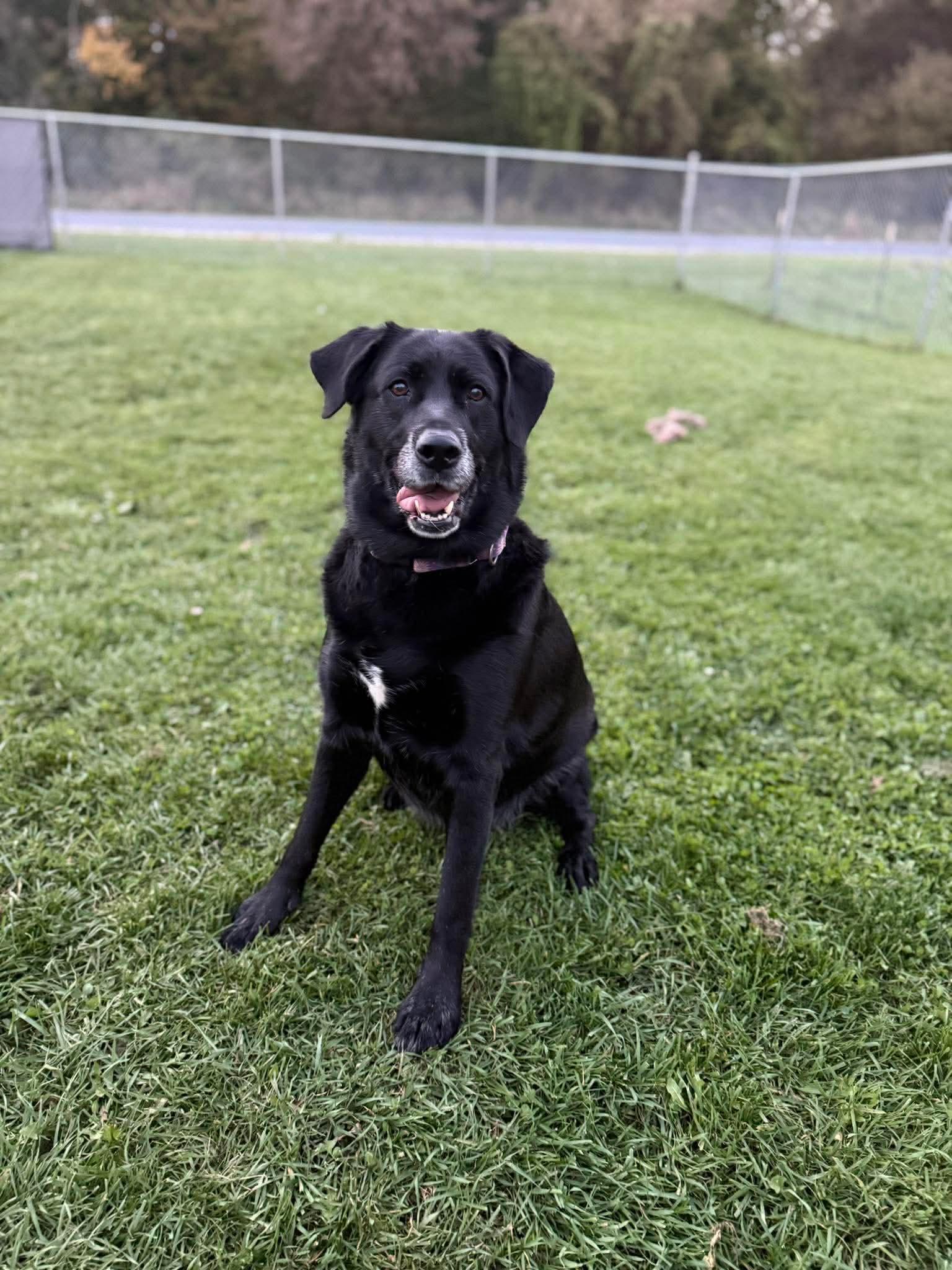 Enlarge Calliope, a Adoptable Black Labrador Retriever in Kalamazoo, MI image 1/6