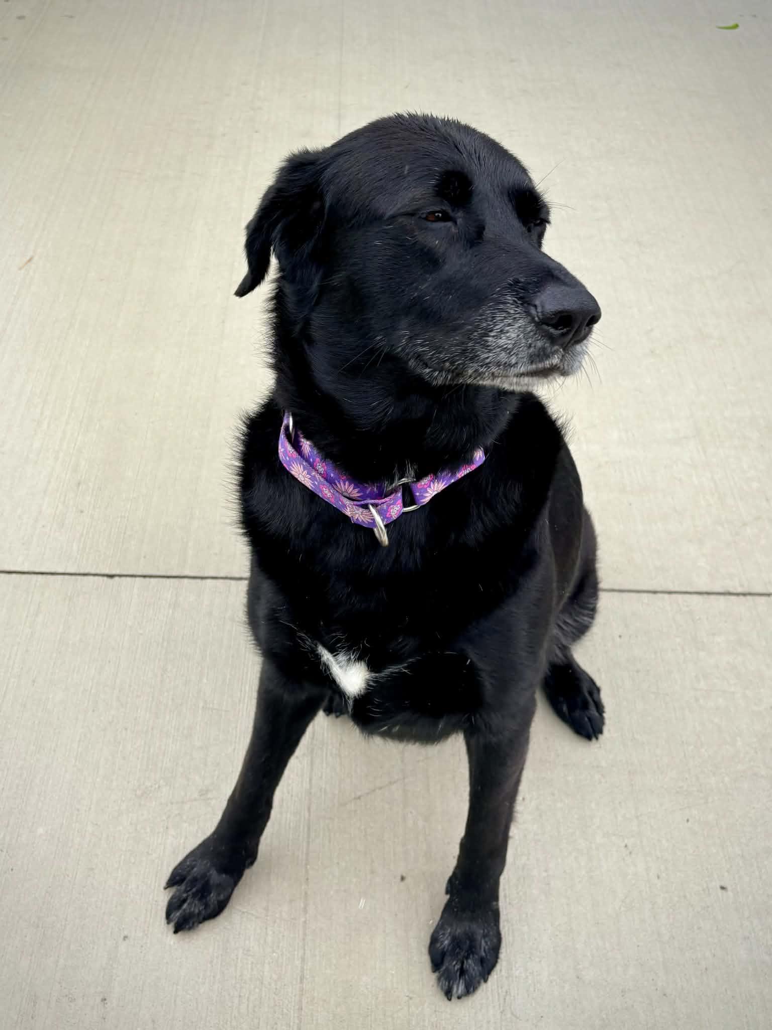Enlarge Calliope, a ADOPTABLE Black Labrador Retriever in Kalamazoo, MI image 2/6