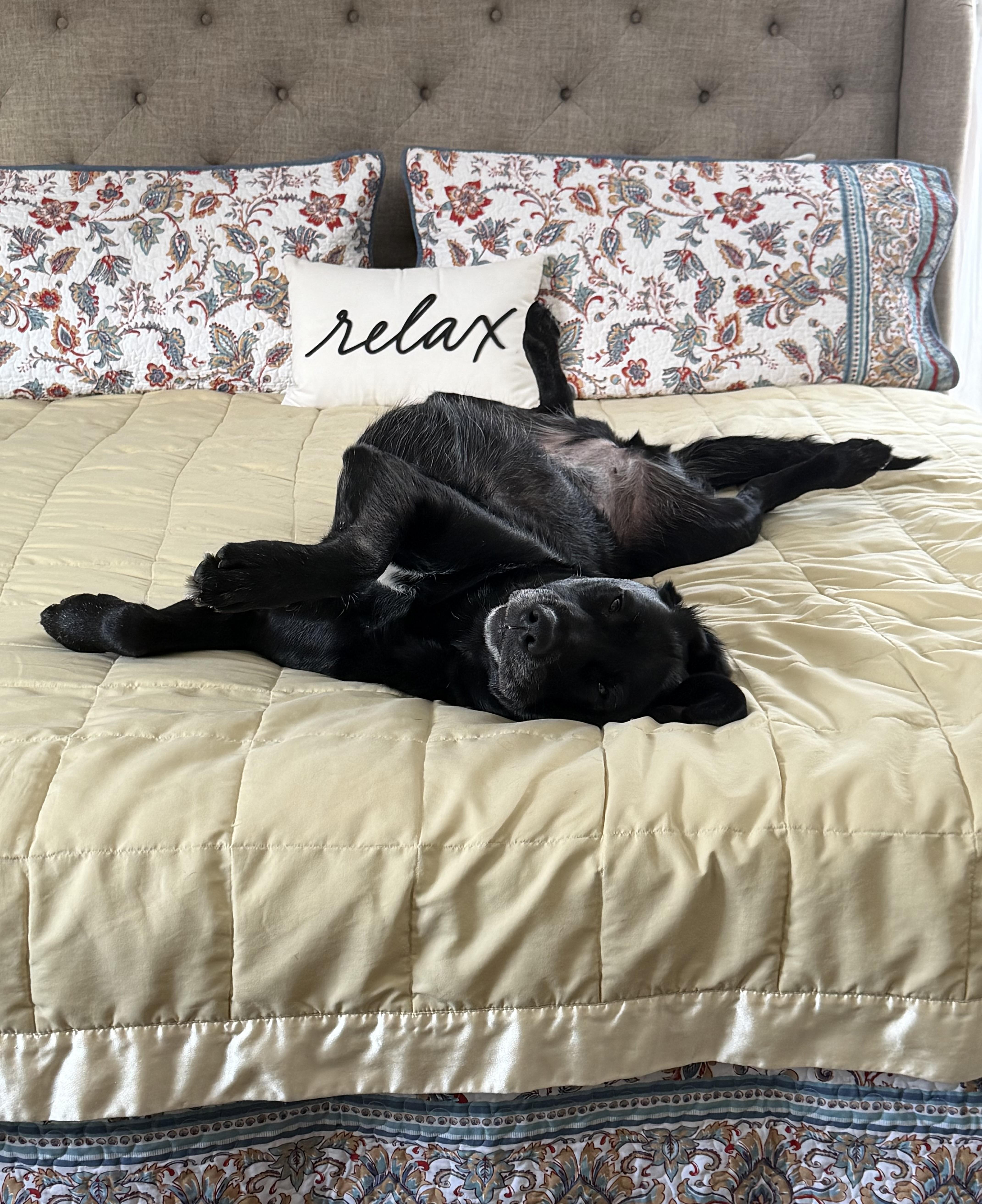 Enlarge Calliope - In Foster, a ADOPTABLE Black Labrador Retriever in Kalamazoo, MI image 1/6