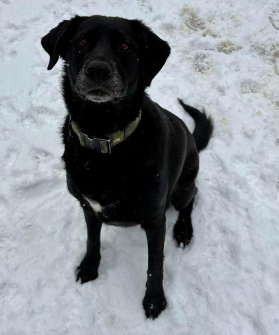 Enlarge Calliope - In Foster, a ADOPTABLE Black Labrador Retriever in Kalamazoo, MI image 4/6