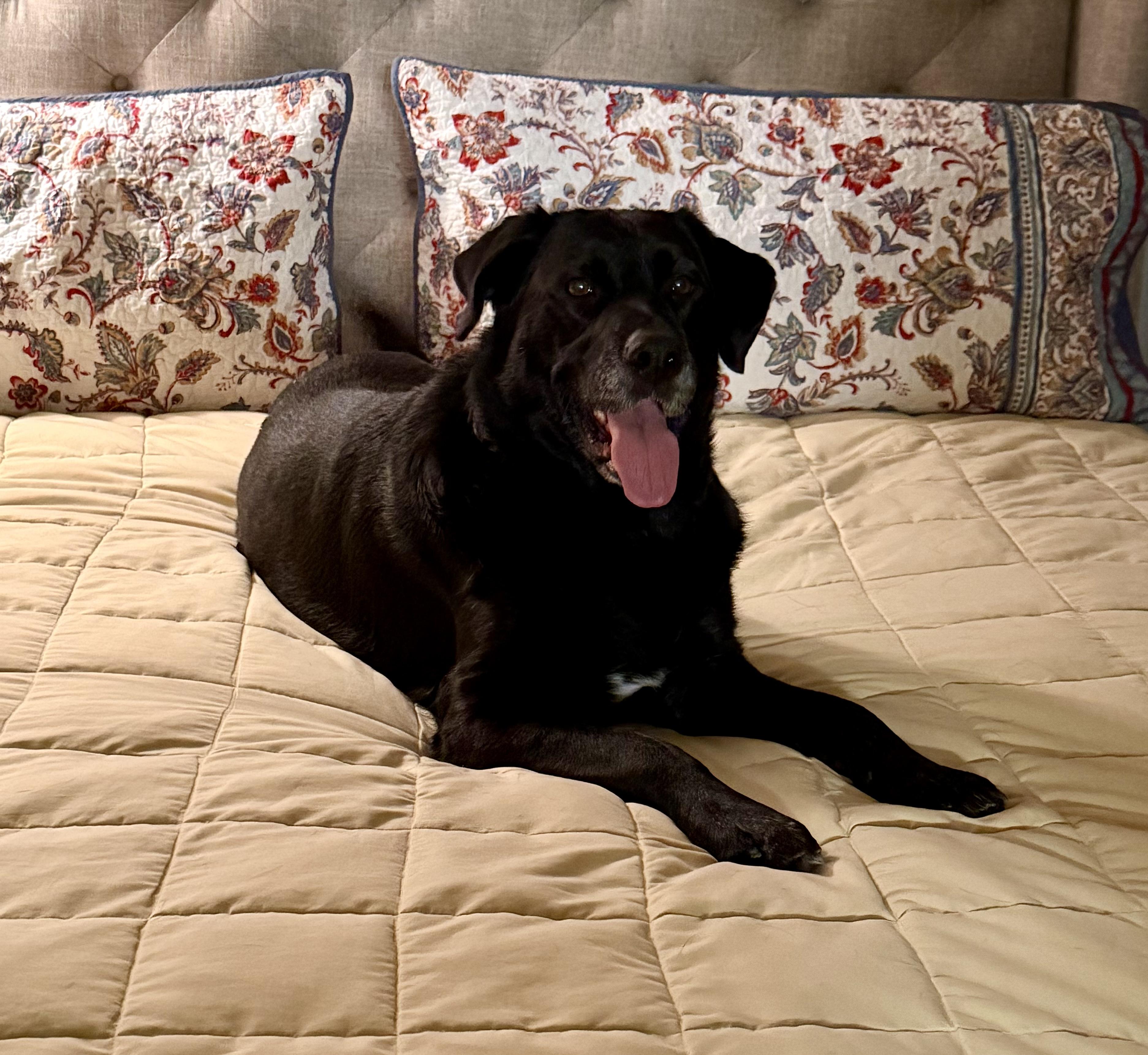 Calliope, ADOPTABLE, Adult Female Black Labrador Retriever.