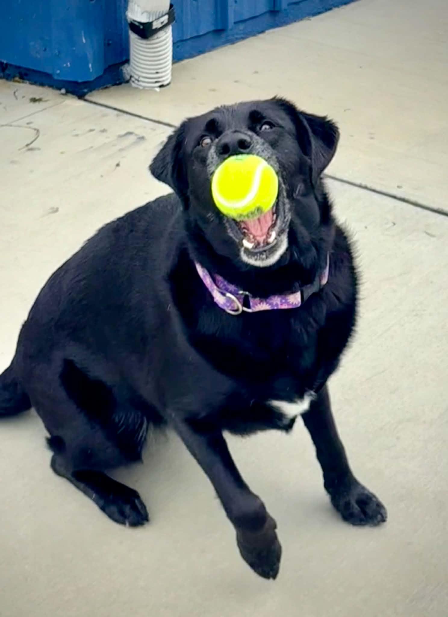 Enlarge Calliope, a ADOPTABLE Black Labrador Retriever in Kalamazoo, MI image 4/6
