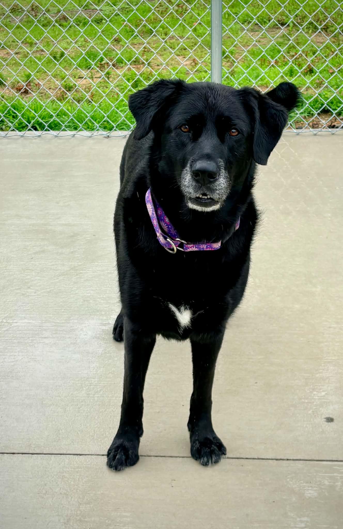 Enlarge Calliope, a ADOPTABLE Black Labrador Retriever in Kalamazoo, MI image 5/6