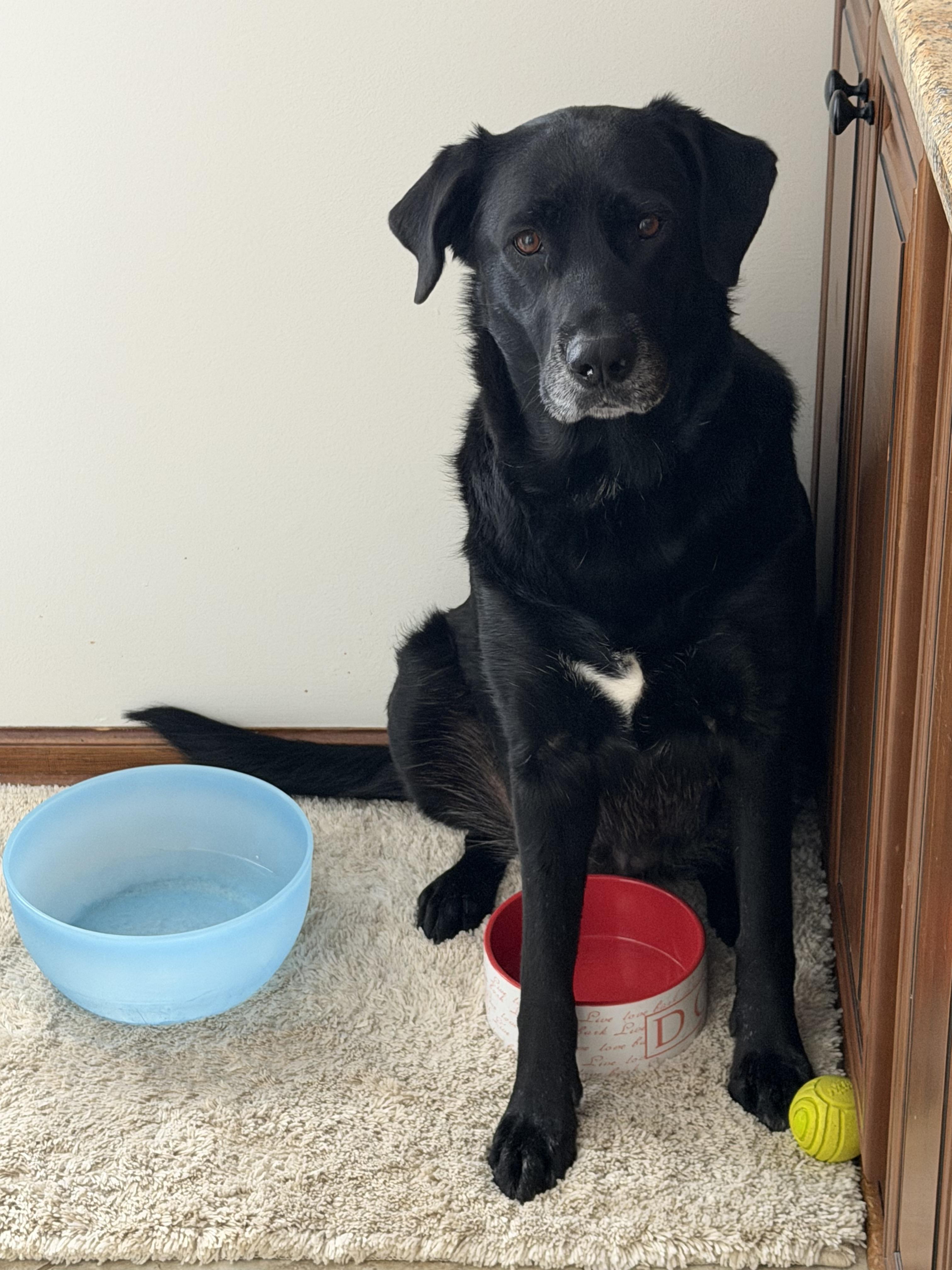 Enlarge Calliope - In Foster, a ADOPTABLE Black Labrador Retriever in Kalamazoo, MI image 5/6