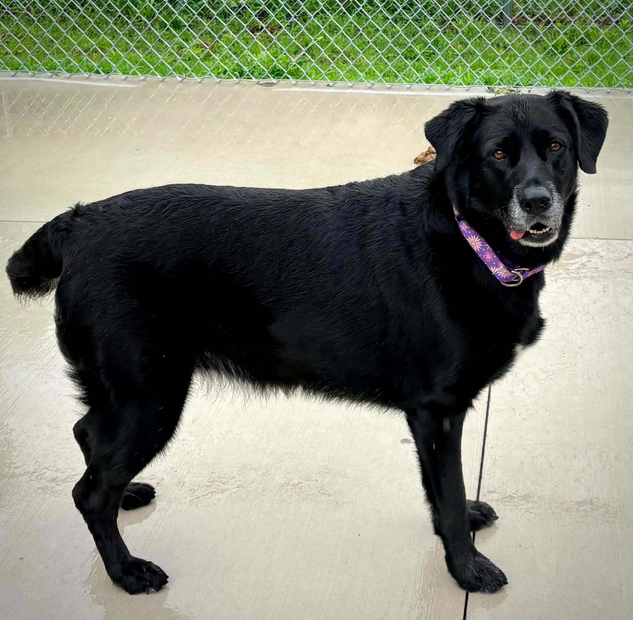 Enlarge Calliope, a ADOPTABLE Black Labrador Retriever in Kalamazoo, MI image 1/6