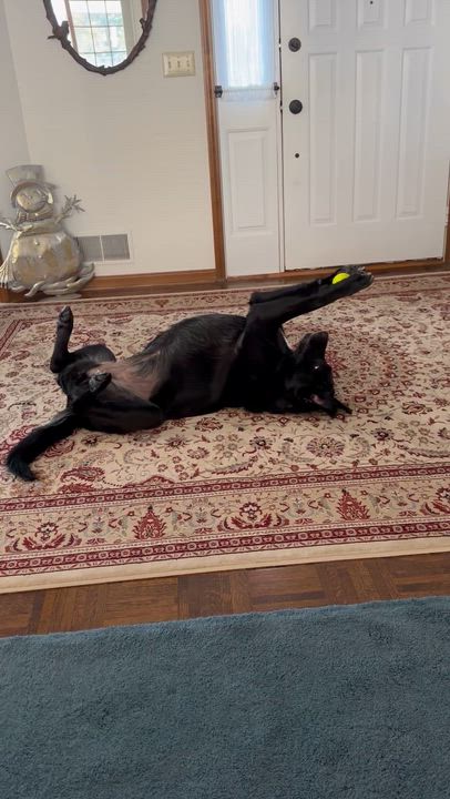 Enlarge Calliope - In Foster, a ADOPTABLE Black Labrador Retriever in Kalamazoo, MI video 6/6