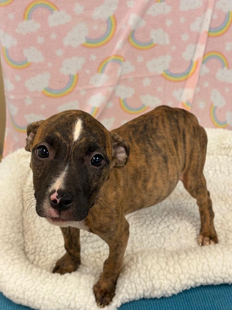 East, Adoptable, Puppy Female Boxer & Mixed Breed.