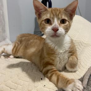 Eli, a Adoptable Domestic Short Hair in Oceanside, NY image 1/4