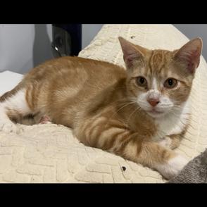 Eli, a Adoptable Domestic Short Hair in Oceanside, NY image 2/4