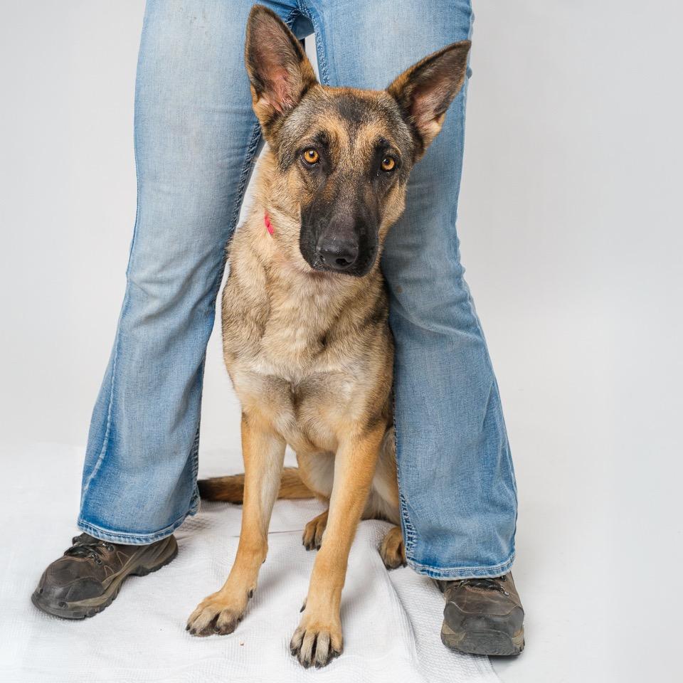 Tinkerbell, Adoptable, Adult Female Belgian Shepherd / Malinois.