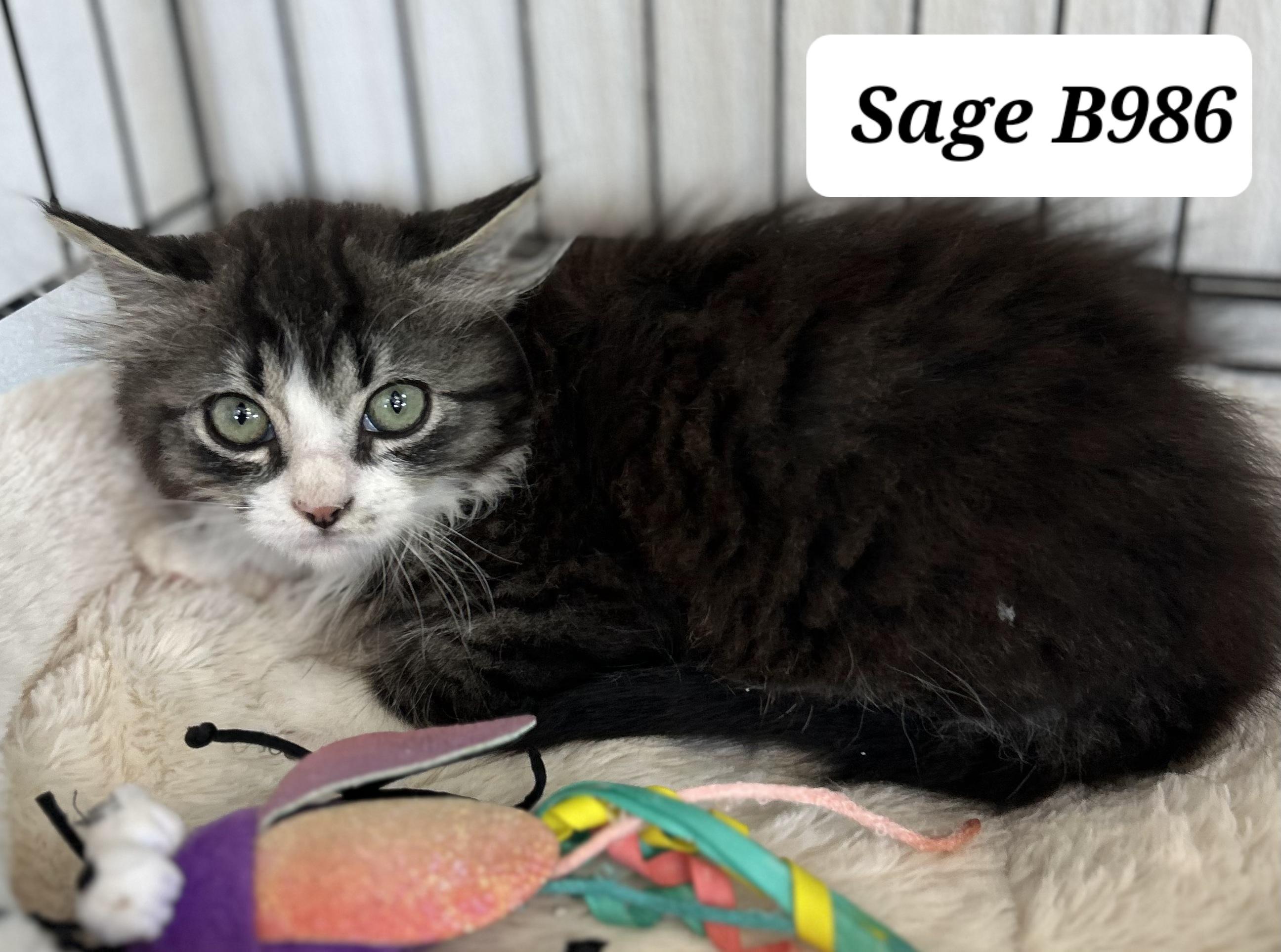 Enlarge Sage, an adopted Domestic Long Hair in Morganton, NC image 1/1