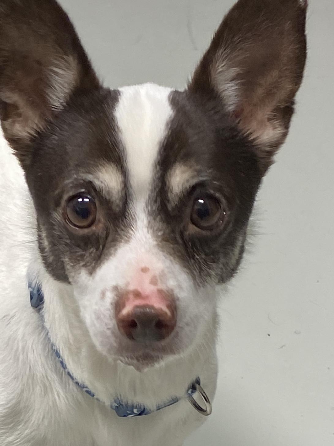 Milo, ADOPTABLE, Adult Male Rat Terrier & Chihuahua.