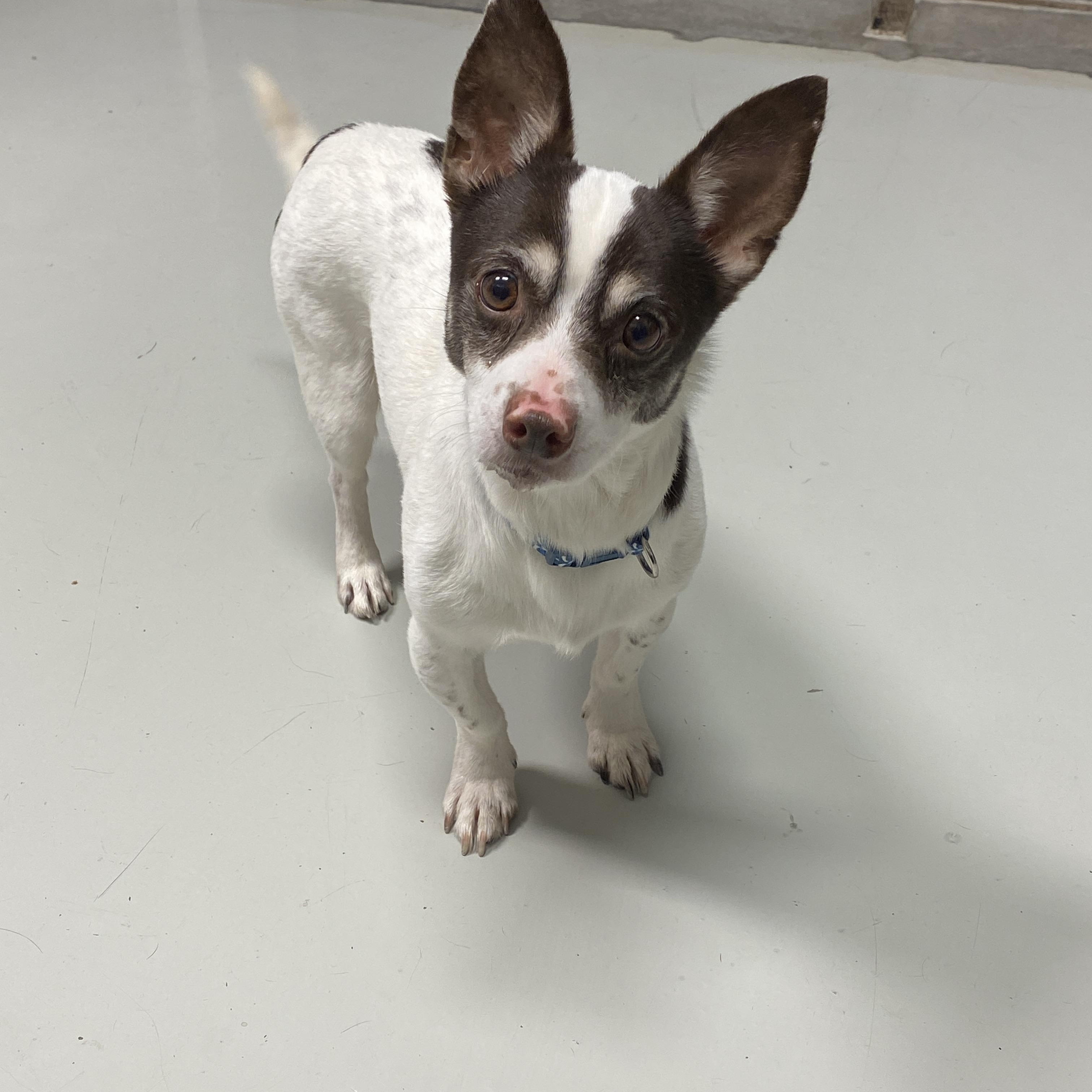 Milo, a ADOPTABLE mixed breed in Hartford, KY image 2/3