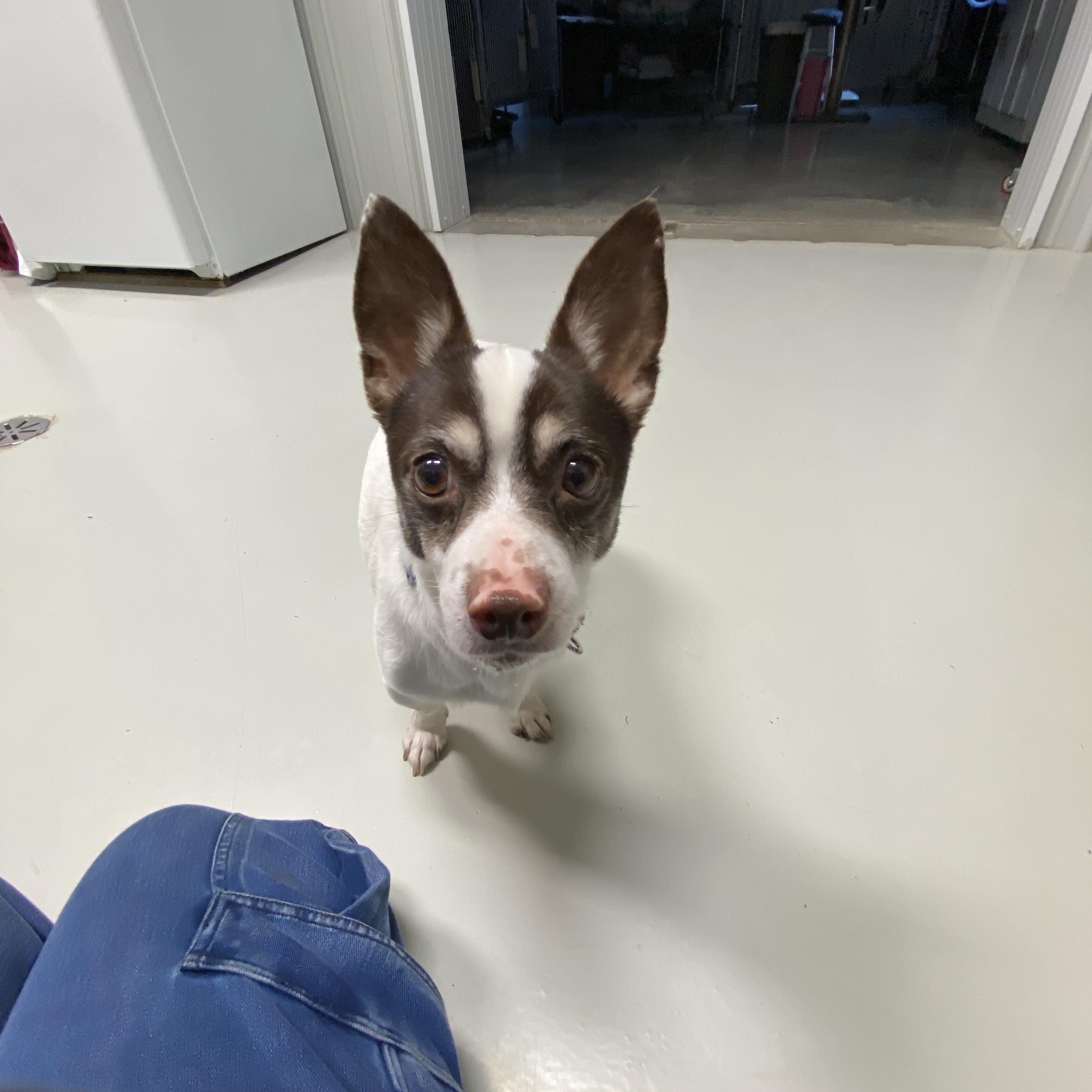 Milo, a ADOPTABLE mixed breed in Hartford, KY image 3/3