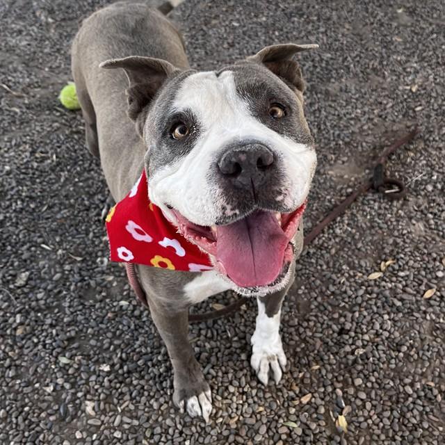 Enlarge MOONPIE, a Adoptable mixed breed in Phoenix, AZ image 1/1