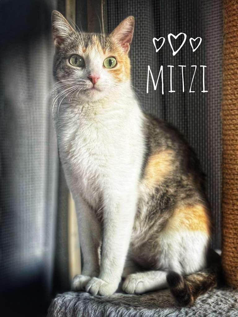 Mitzi , adopted, Young Female Domestic Short Hair.