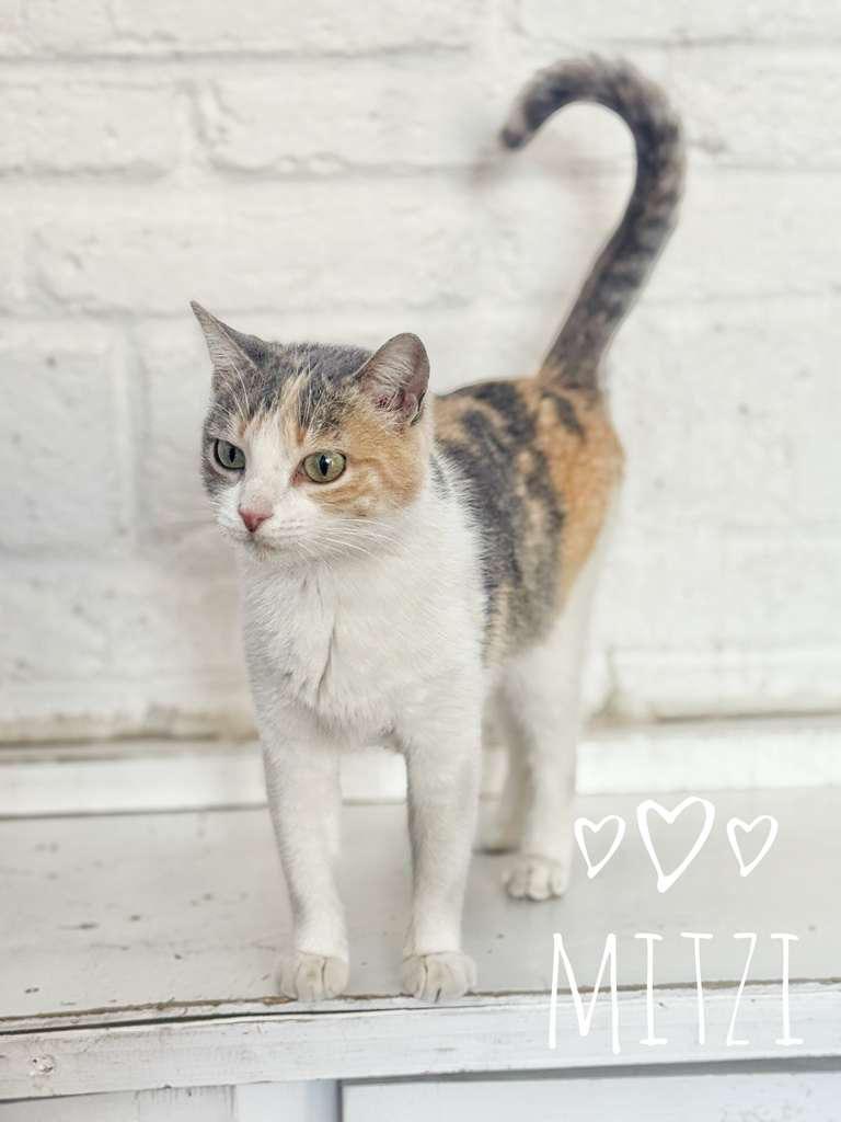Mitzi , an adopted mixed breed in Des Moines , WA image 2/2